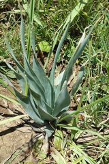 Ledebouria marginata