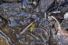 Vespula sulphurea