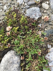 Trifolium pallescens