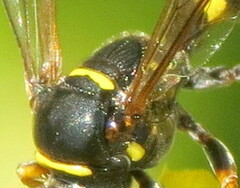 Gorytes atricornis