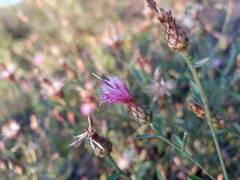 Centaurea langei