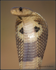 Naja naja