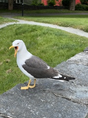 Larus fuscus
