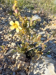 Roepera lichtensteiniana