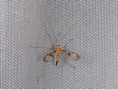 Macrocera phalerata