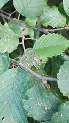 Eriophyes alniincanae
