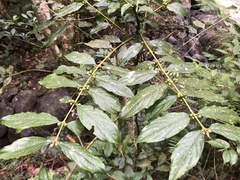 Lasianthus micranthus