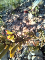 Roepera lichtensteiniana