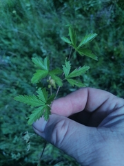 Potentilla flagellaris