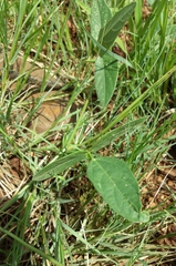 Sphenostylis angustifolia