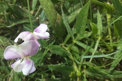 Sphenostylis angustifolia