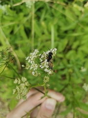 Hymenoptera
