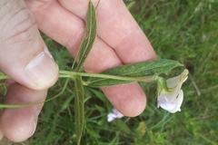 Sphenostylis angustifolia