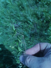 Potentilla flagellaris