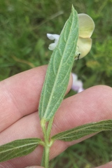 Sphenostylis angustifolia