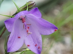 Tetranychus cinnabarinus