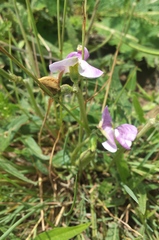 Sphenostylis angustifolia