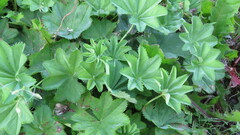 Alchemilla subcrenata