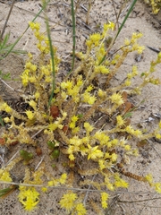 Sedum acre