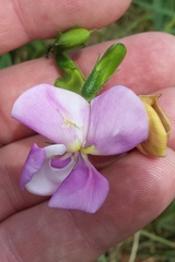 Sphenostylis angustifolia
