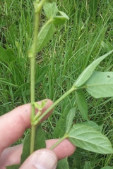 Sphenostylis angustifolia