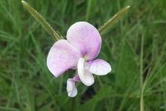 Sphenostylis angustifolia