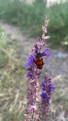 Mylabris quadripunctata