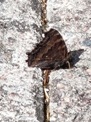 Nymphalis xanthomelas