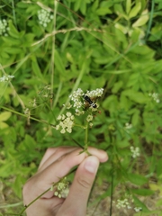 Hymenoptera