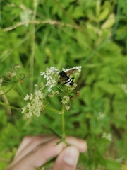 Hymenoptera