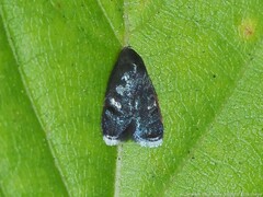 Menesta tortriciformella