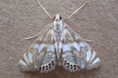 Neocataclysta magnificalis