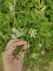 Hymenoptera