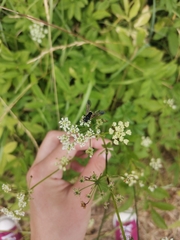 Hymenoptera