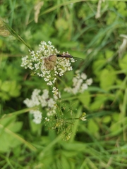 Ichneumonidae