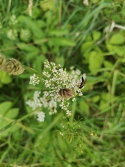 Ichneumonidae