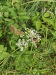 Ichneumonidae