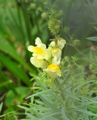 Linaria vulgaris