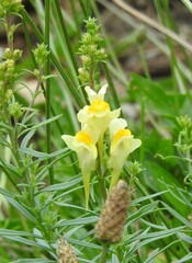 Linaria vulgaris