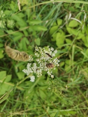 Ichneumonidae