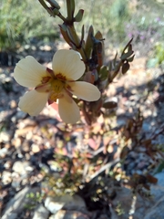 Roepera lichtensteiniana