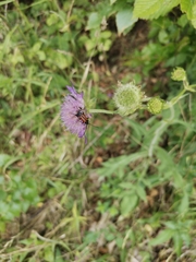 Stenurella melanura