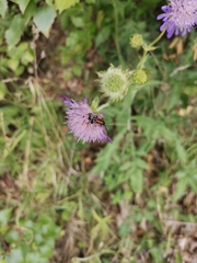 Stenurella melanura