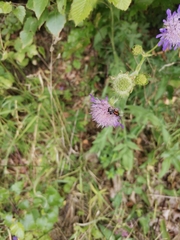 Stenurella melanura
