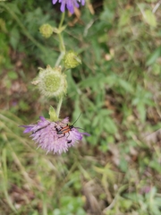 Stenurella melanura