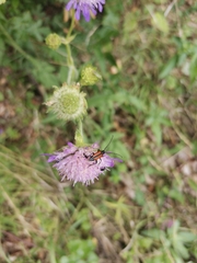 Stenurella melanura