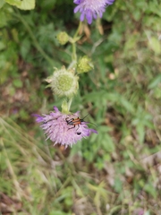 Stenurella melanura