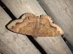 Antiblemma concinnula