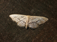 Idaea mediaria