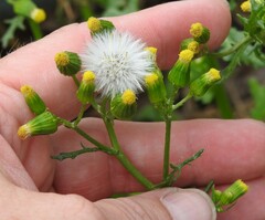 Senecio vulgaris